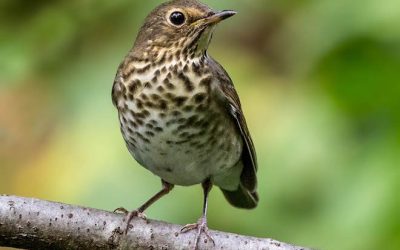 The Thrush and the Fair