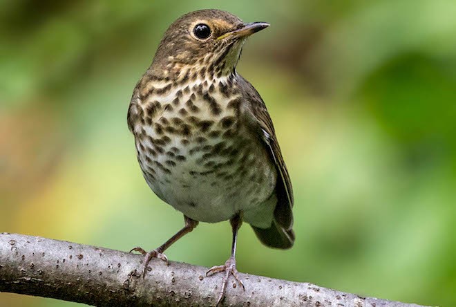 The Thrush and the Fair