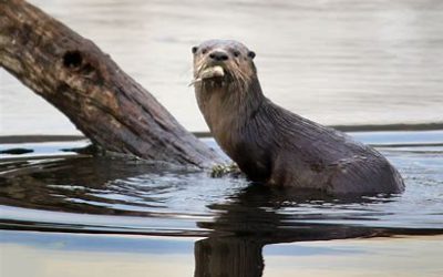 Otter Encounter