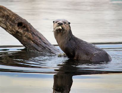 Otter Encounter