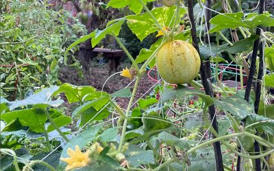 Lemon Cucumbers