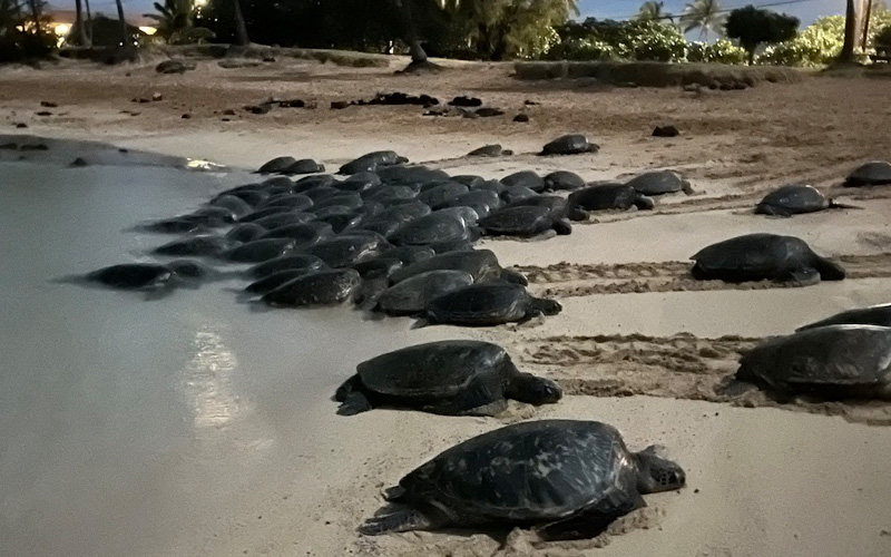 Turtles and Tourists