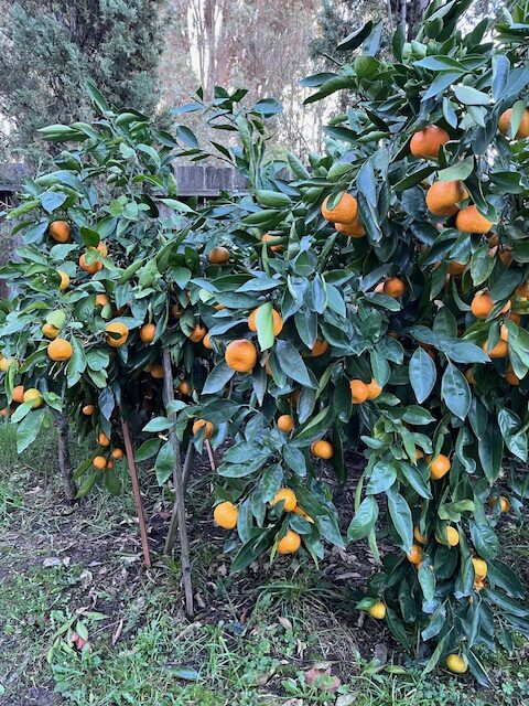 Tangerines