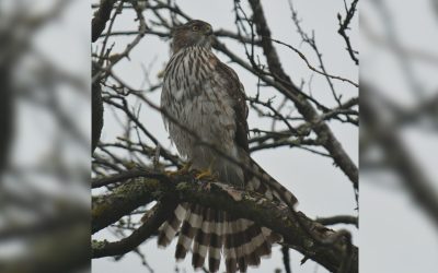 A Haven For Birds