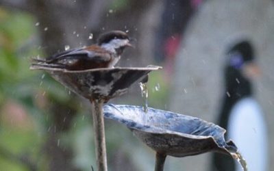 Chickadee, Crow and Jay