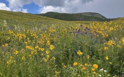 Colorful Colorado