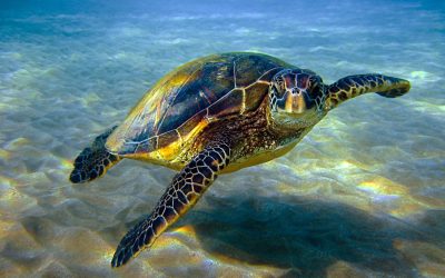 The Hawaiian Green Sea Turtle