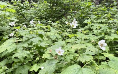 Meditations On Green