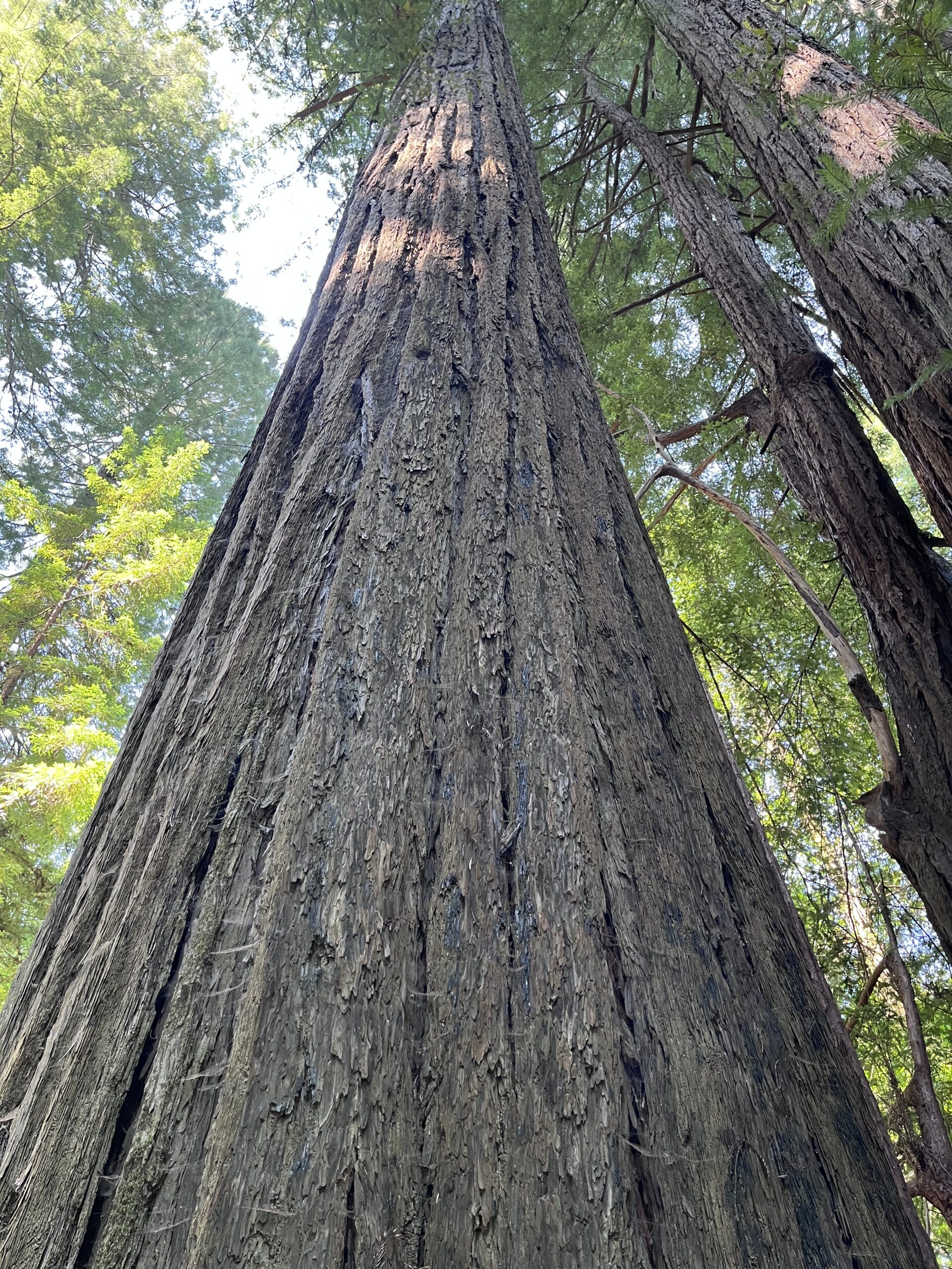 The Holiness Of Redwood Trees