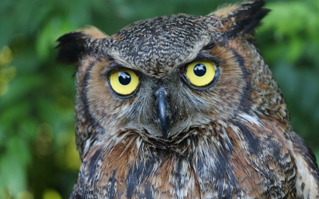 A Conversation With An Owl