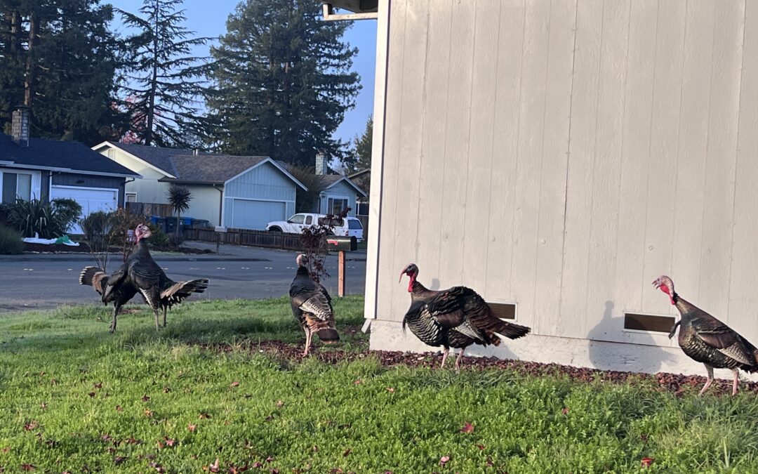 My Wild Neighborhood