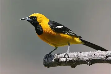 Hope Is A Hooded Oriole