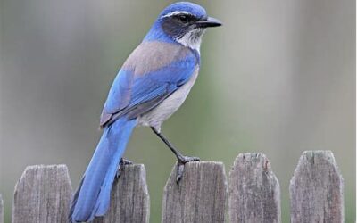 The Scrub Jays Rule